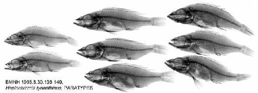 Haplochromis tyrianthinus Greenwood & Gee, 1969 - BMNH 1968.8.30.136-149, Haplochromis tyrianthinus, PARATYPES, Radiograph