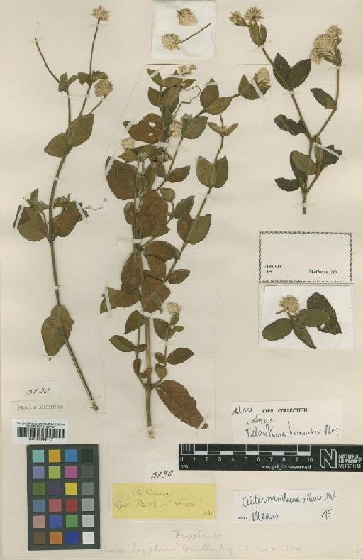 Telanthera tomentosa Moq. - BM000993117