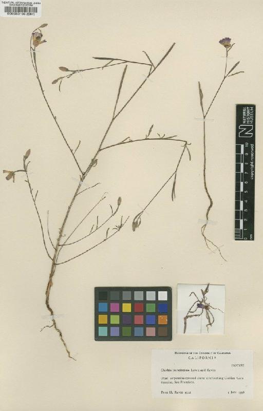 Clarkia franciscana Lewis & Raven - BM000583196