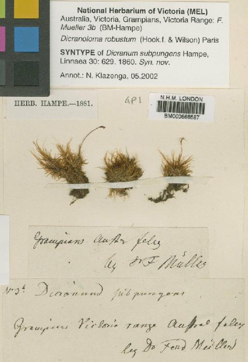 Dicranoloma robustum (Hook.f. & Wilson) Paris - BM000666587