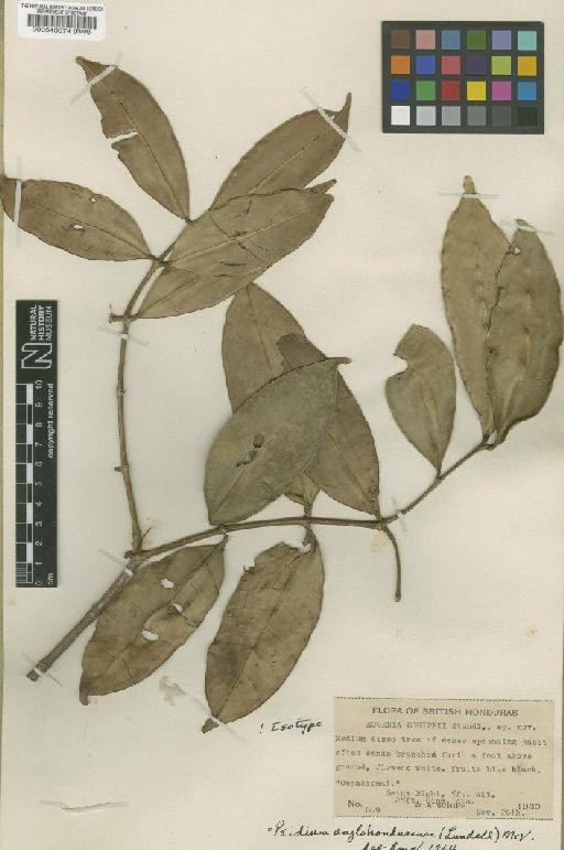 Psidium apodanthum (Standl.) McVaugh - BM000543074