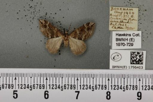 Perizoma bifaciata (Haworth, 1809) - BMNHE_1796403_371380