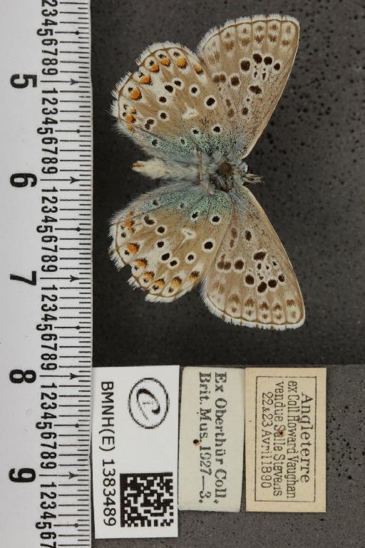 Lysandra bellargus (Rottemburg, 1775) - BMNHE_1383489_172954