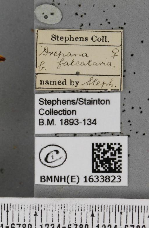 Drepana falcataria (Linnaeus, 1758) - BMNHE_1633823_label_200846