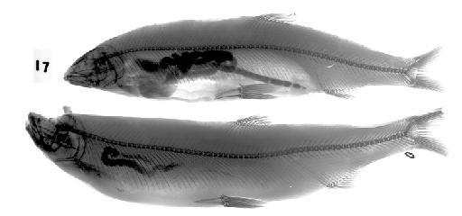 Prototroctes oxyrhynchus Günther, 1870 - BMNH 1870.5.22.17-18, SYNTYPES, Prototroctes oxyrhynchus