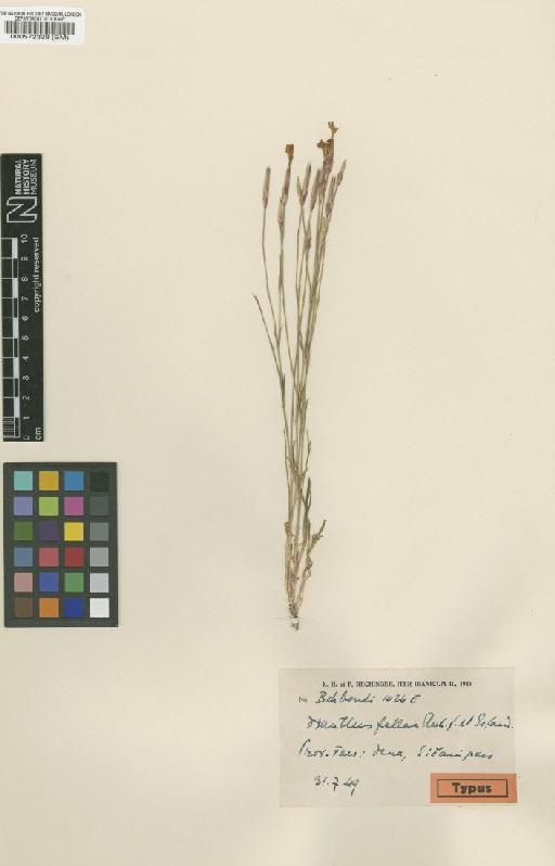 Dianthus fallax Rech.f. & Esfaul - BM000572328