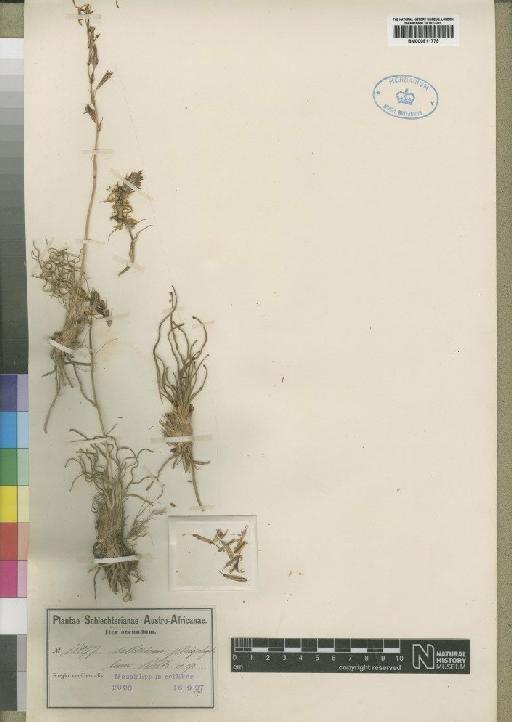 Chlorophytum undulatum (Jacq.) Oberm. - BM000911779