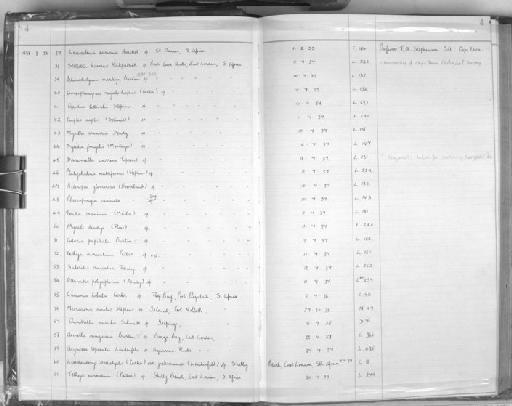 Microciona similis Stephens - Zoology Accessions Register: Spongiida: 1938 - 1954: page 4