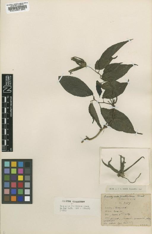 Canangium fruticosum Craib - BM000546882
