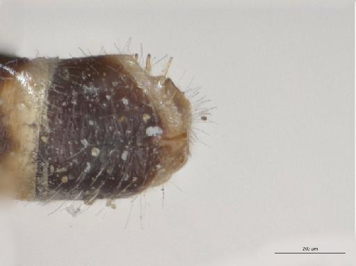 Heterotropus Loew, 1873 - 010629079_Heterotropus_indet_terminalia_dorsal_Nonntype