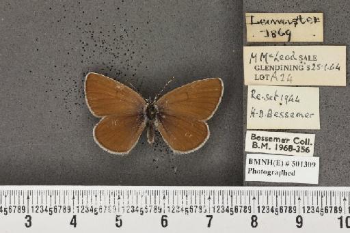 Cyaniris semiargus semiargus (Rottemburg, 1775) - BMNHE_501309_167444