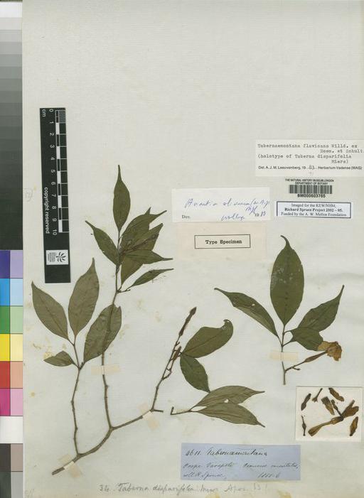 Tabernaemontana L. - Spruce - BM000603765