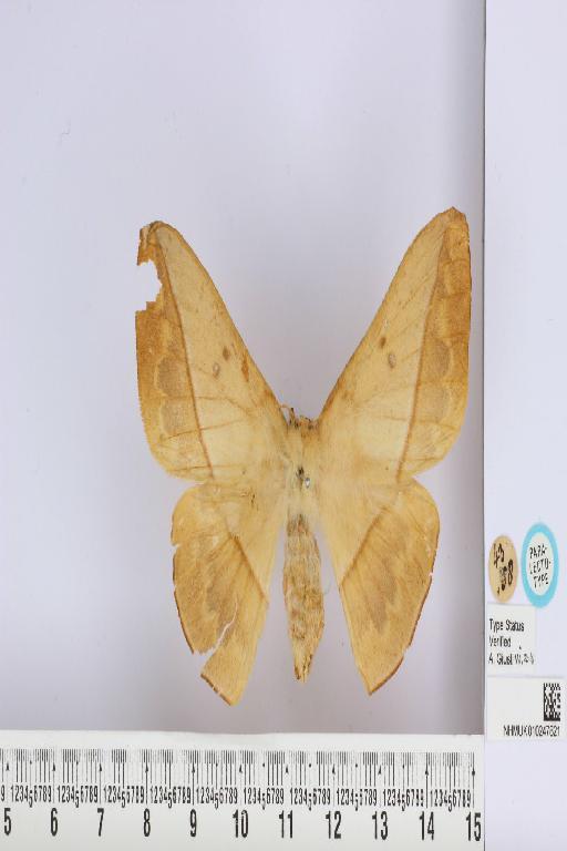 Lonomia obliqua Walker, 1855 - NHMUK_010247821_Lonomia_obliqua_Walker_PLT_dorsal_and_labels.JPG