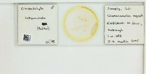 Craspedolepta subpunctata Foerster, 1848 - 012816282__