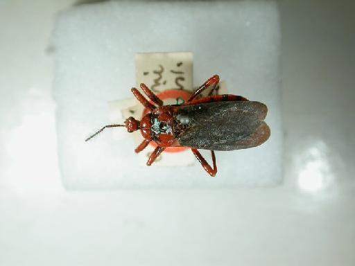 Haematoloecha andersoni Distant, 1903 - Hemiptera: Haematoloecha andersoni Ht