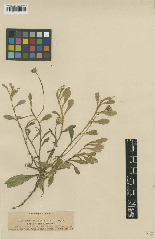 Hieracium pachylodes subsp. oxytorum Nägeli & Peter - BM001047257
