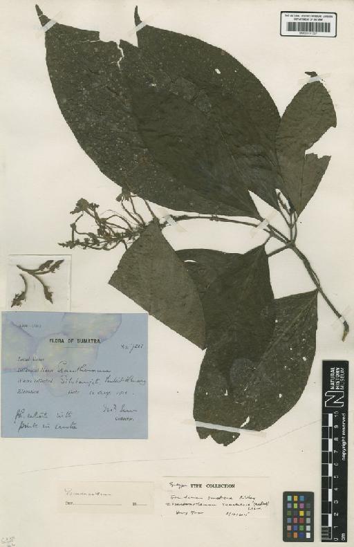 Pseuderanthemum sumatrense (Ridl.) Merr. - BM001191507