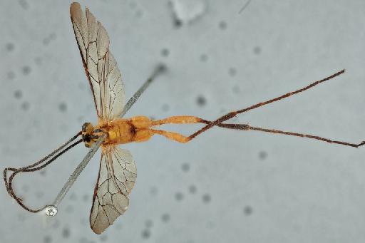 Skiapus coalescens Morley, C., 1917 - 010823044_Skiapus_coalescens_Holotype_dorsal_whole