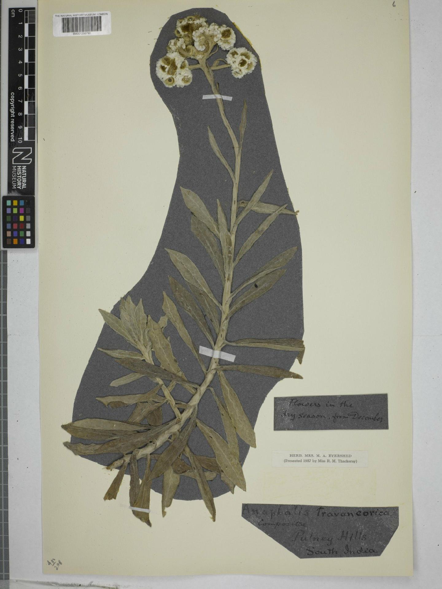 To NHMUK collection (Anaphalis travancorica W.W.Sm.; NHMUK:ecatalogue:9151675)