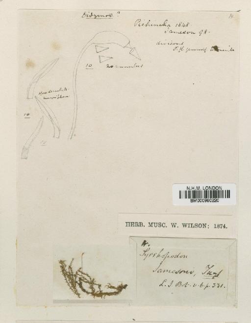 Bryoerythrophyllum campylocarpum (Müll.Hal.) H.A.Crum - BM000960220