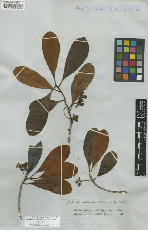 Ternstroemia candolleana var. rotundata Wawra - BM000041934