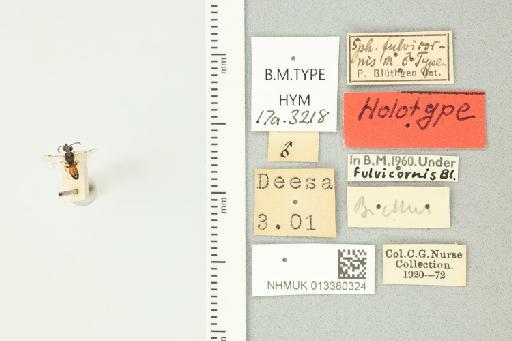 Sphecodes fulvicornis Blüthgen, P., 1925 - 013380324_839523_-
