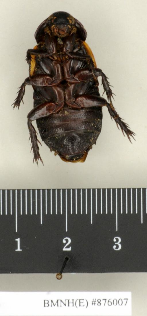 Panesthia regalis Walker, 1868 - Panesthia regalis Walker, F, 1868, male, paralectotype, ventral. Photographer: Edward Baker. BMNH(E)#876007