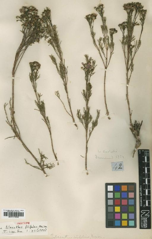 Pileanthus filifolius Meisn. - BM001015069