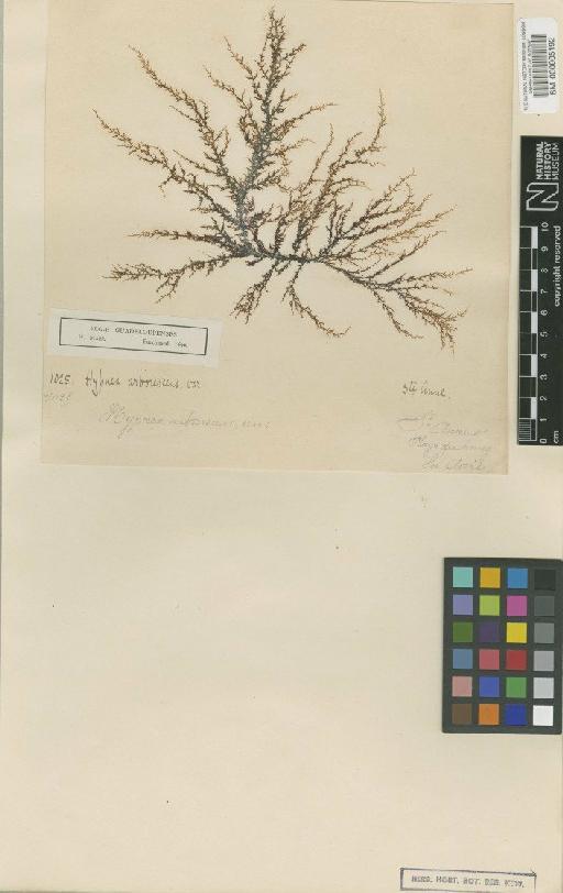 Hypnea arborescens P.Crouan - BM000005192