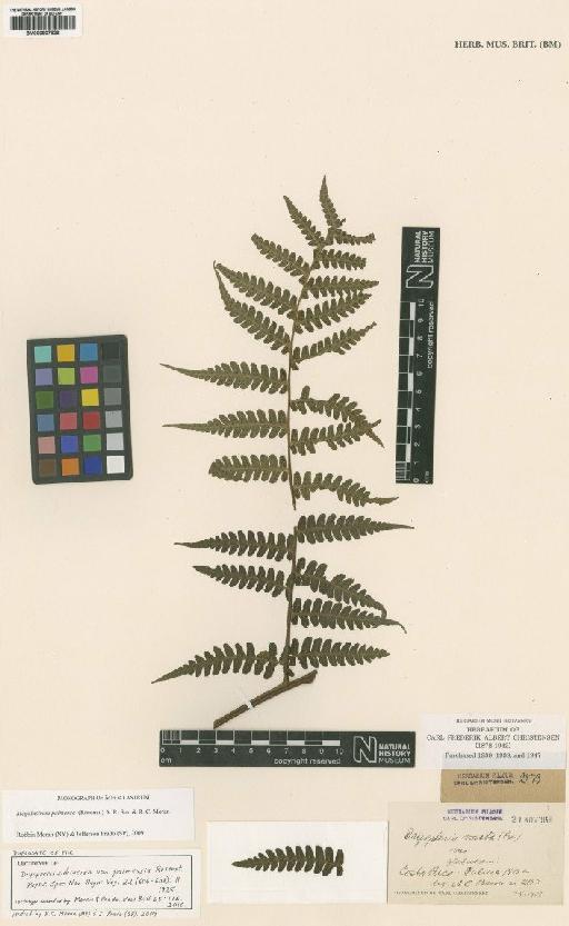 Megalastrum palmense (Rosenst.) A.R.Sm. & R.C.Moran - BM000907826