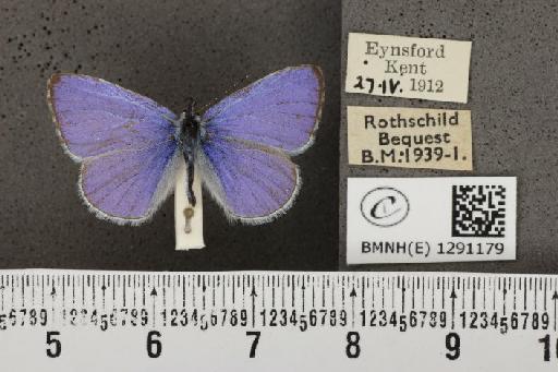 Celastrina argiolus britanna (Verity, 1919) - BMNHE_1291179_128772