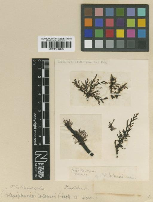 Metamorphe colensoi (Hook.f. & Harv.) Falkenberg - BM001039622