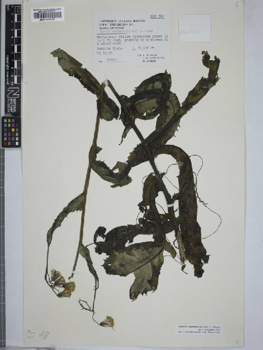 Gynura cusimbua (D.Don) Moore - 000896185