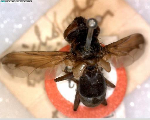 Trichopoda (Trichopoda) indivisa Townsend, 1897 - Trichopoda indivisa HT dorsal