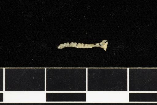 Asellia tridens diluta - 1912_11_14_2-Rhinolophus_tridens-Type-Skull-right_mandible-occlusal