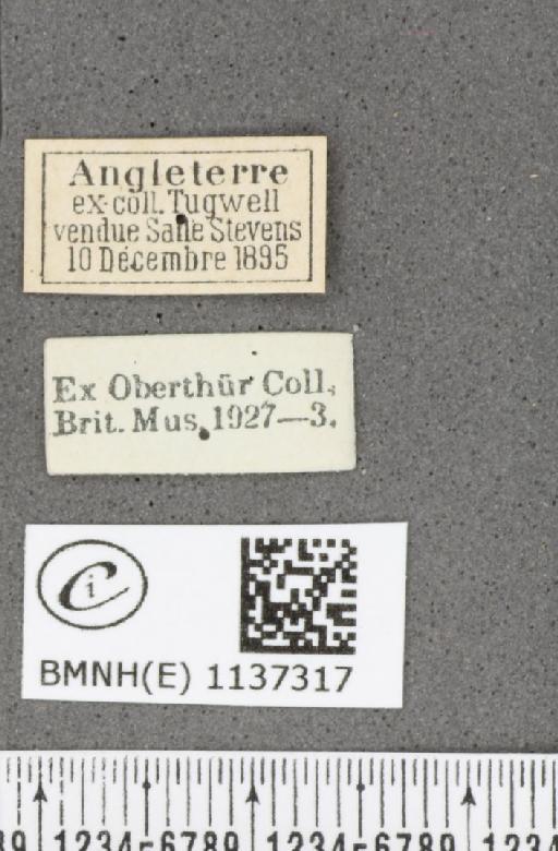 Neozephyrus quercus (Linnaeus, 1758) - BMNHE_1137317_label_94740