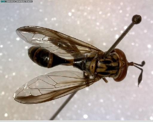 Polybiomyia bolivari (Thompson, F.C. & Wyatt, 2015) - Ceriana bolivari HT dorsal