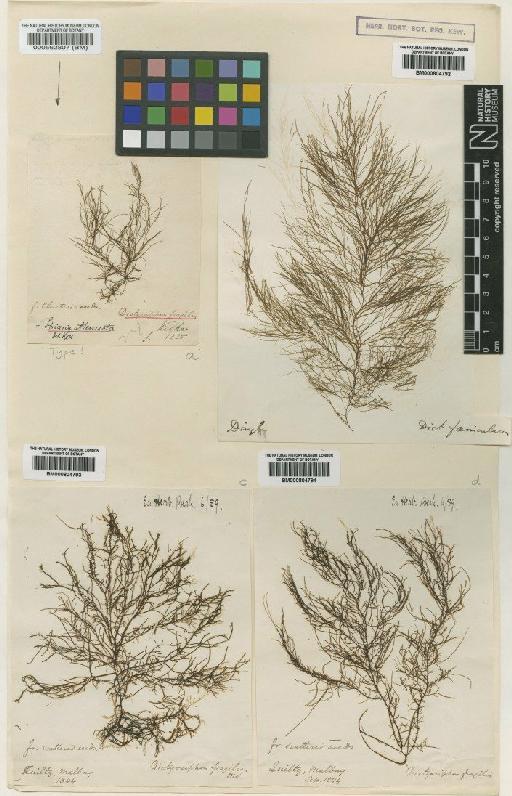 Dictyosiphon foeniculaceus (Hudson) Grev. - BM000804792