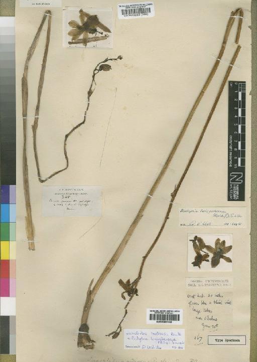 Eulophia livingstoniana (Rchb.f.) Summerh. - BM000901446