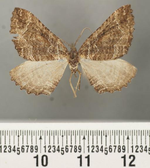 Larentia irma Prout, 1923 - Larentia irma Prout male syntype 1378647