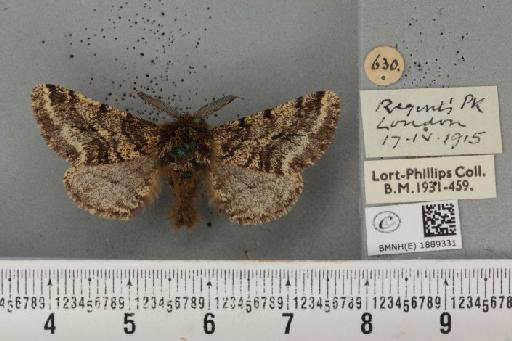 Lycia hirtaria ab. variegata Lempke, 1952 - BMNHE_1889331_457609