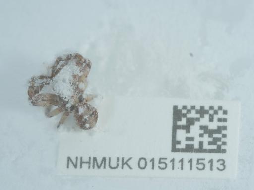 Xysticus sabulosus (Hahn, 1832) - 015111513_3