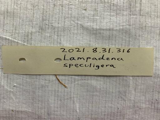 Lampadena speculigera Goode & Bean, 1896 - BMNH 2021.8.31.316, Lampadena speculigera, label