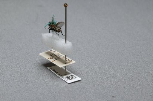 Sarcophaga (Myorhina) nigriventris Meigen, 1826 - 015092322_additional_2