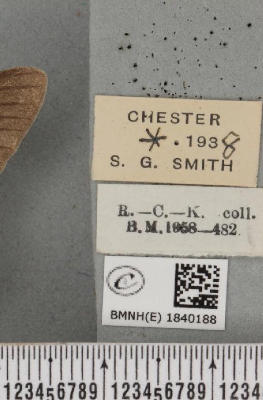 Biston betularia ab. grisea Smith, 1954 - BMNHE_1840188_label_413185