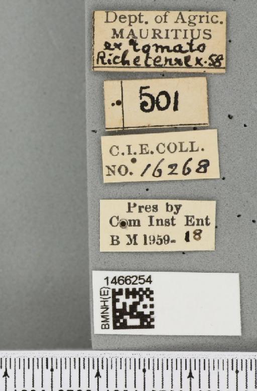 Neoceratitis cyanescens (Bezzi, 1923) - BMNHE_1466254_label_27044