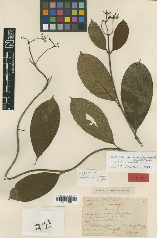 Coelospermum truncatum subsp. truncatum (Wall.) Baill. ex K.Schum. - BM000945386