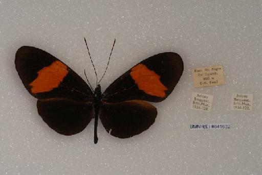 Heliconius erato guarica Reakirt, 1868 - Heliconius_erato_guarica_BMNH(E)_#841632_dorsal