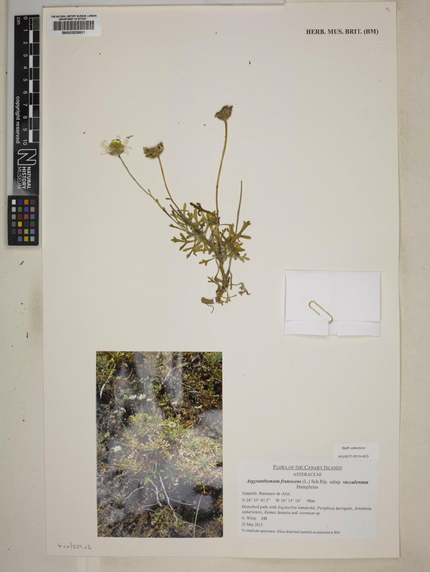To NHMUK collection (Argyranthemum frutescens subsp. succulentum Humphries; NHMUK:ecatalogue:9073439)