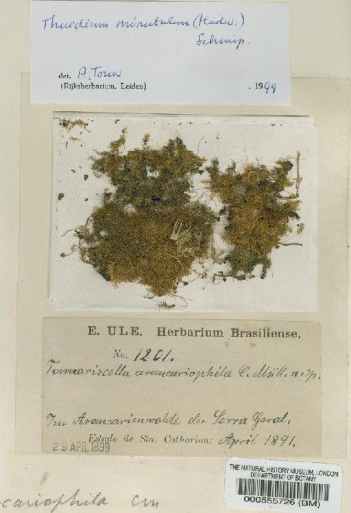 Pelekium minutulum (Hedw.) Touw - BM000555726